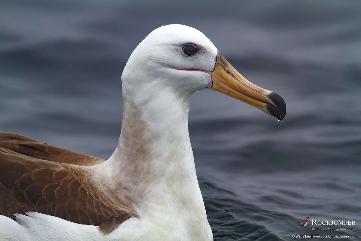 Kara Kaşlı Albatros - ML624554467