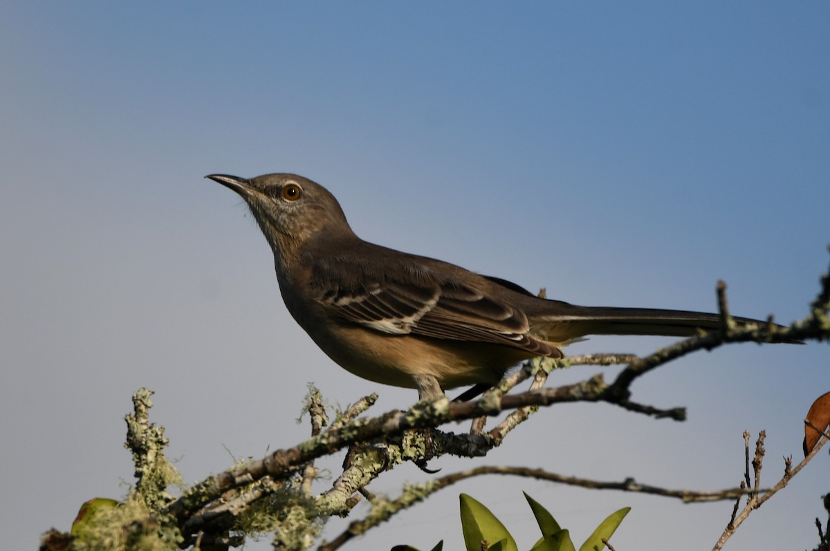 Northern Mockingbird - ML624554474