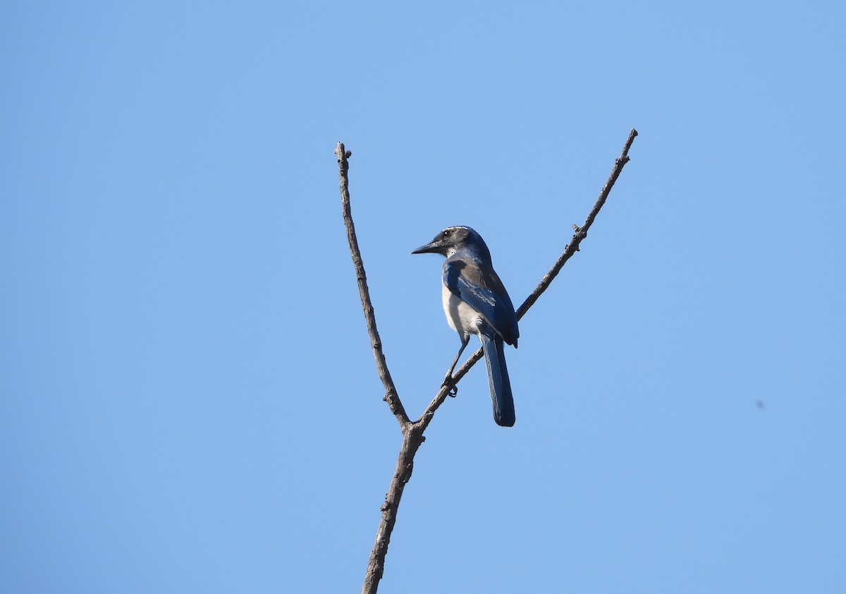 California Scrub-Jay - Kathleen Balbona