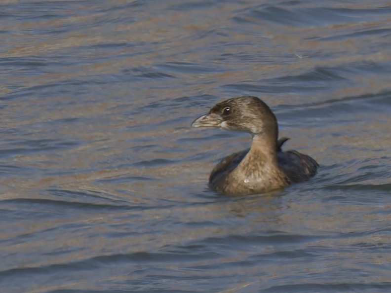 Pied-billed Grebe - ML624554483