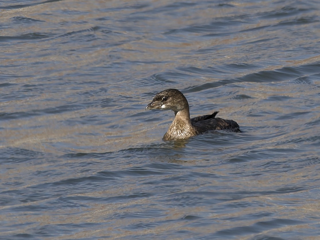 Pied-billed Grebe - ML624554484