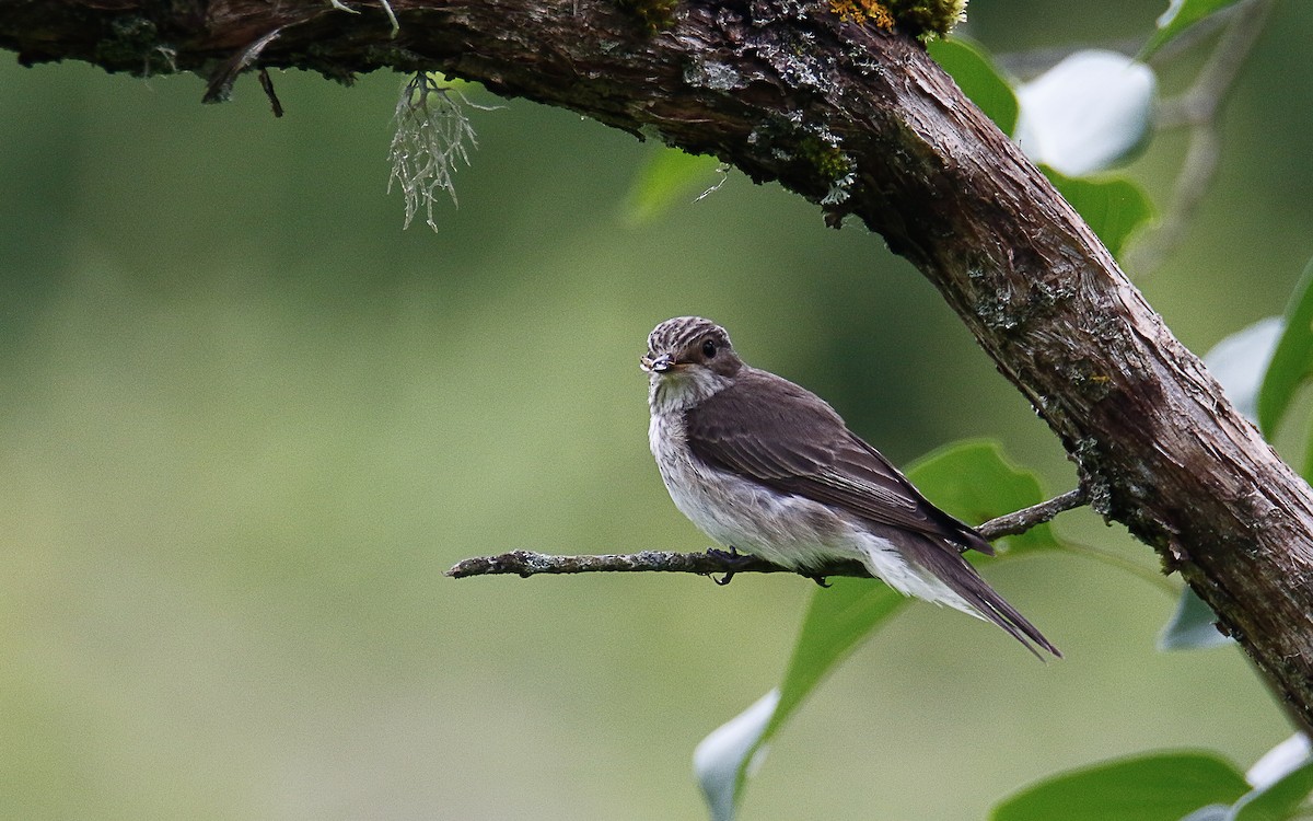 Spotted Flycatcher - Uku Paal