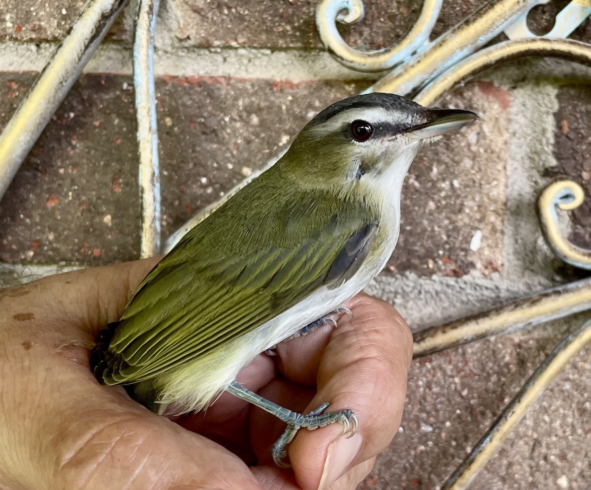 Red-eyed Vireo - ML624554591