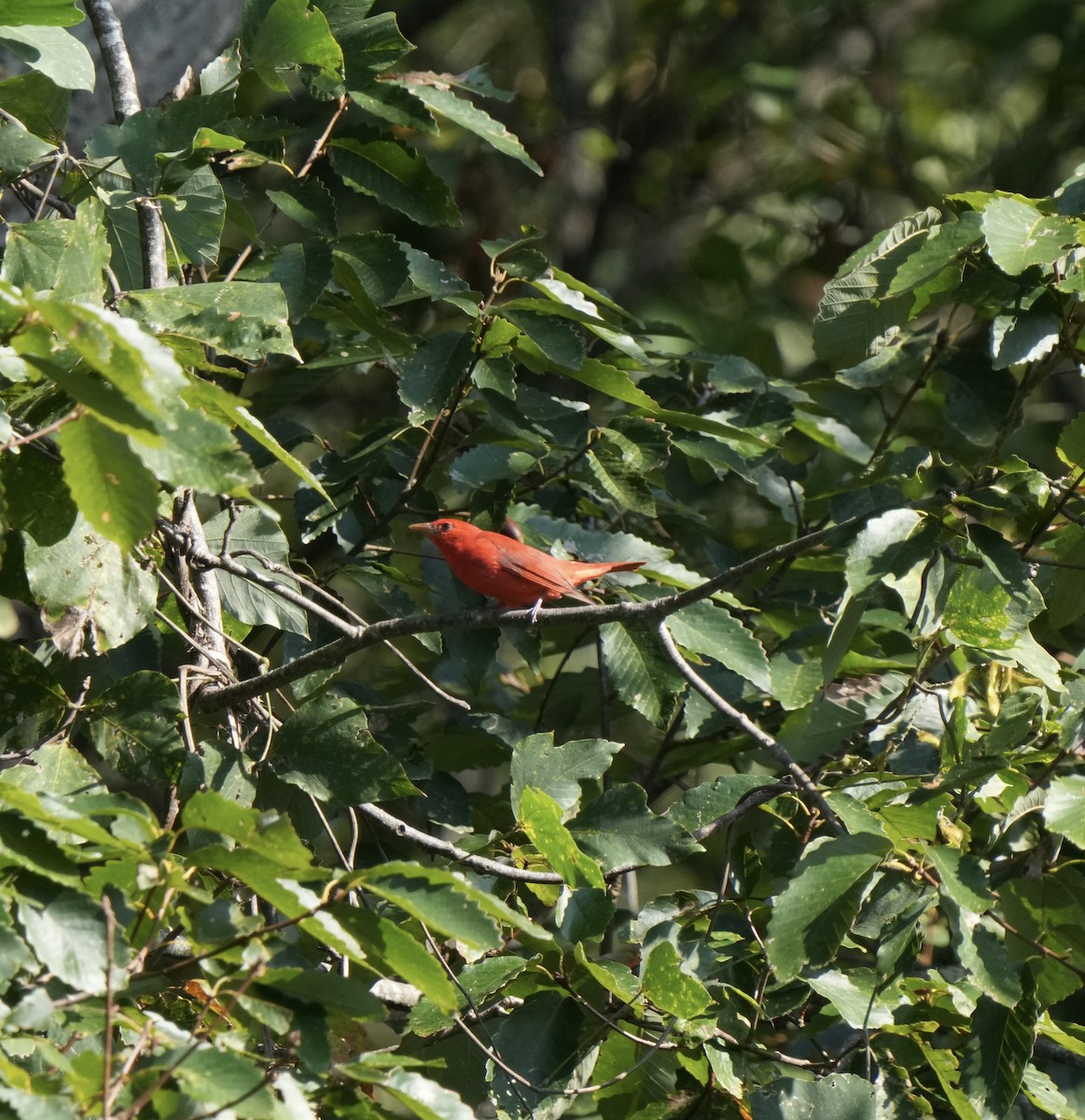 Summer Tanager - ML624554628