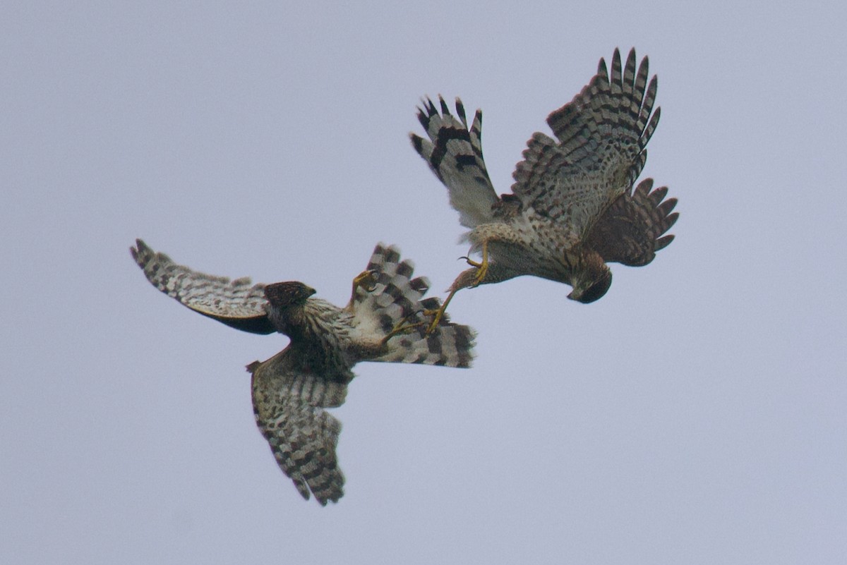 Cooper's Hawk - ML624554632