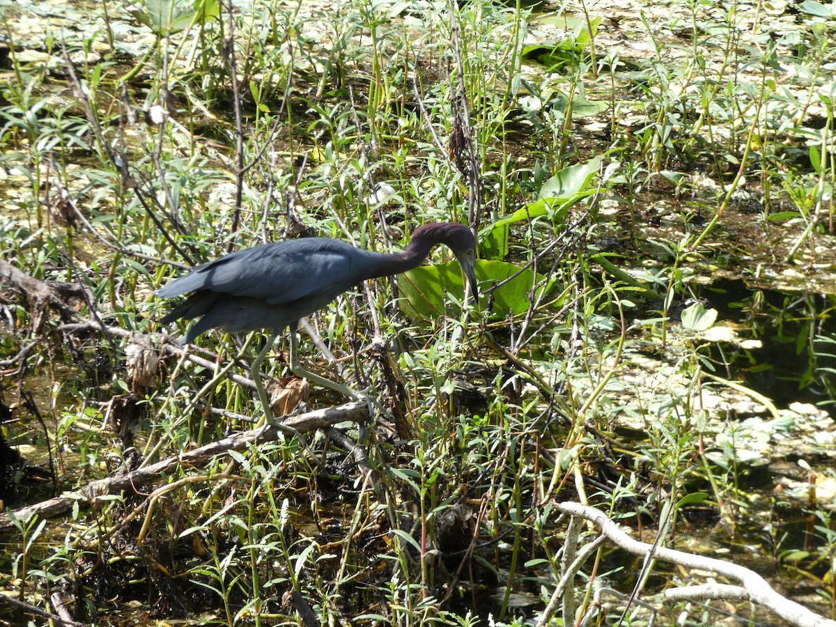 Little Blue Heron - Cecelia Dumois