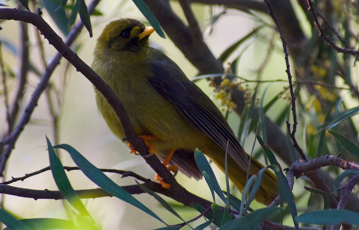 Bell Miner - ML624554635