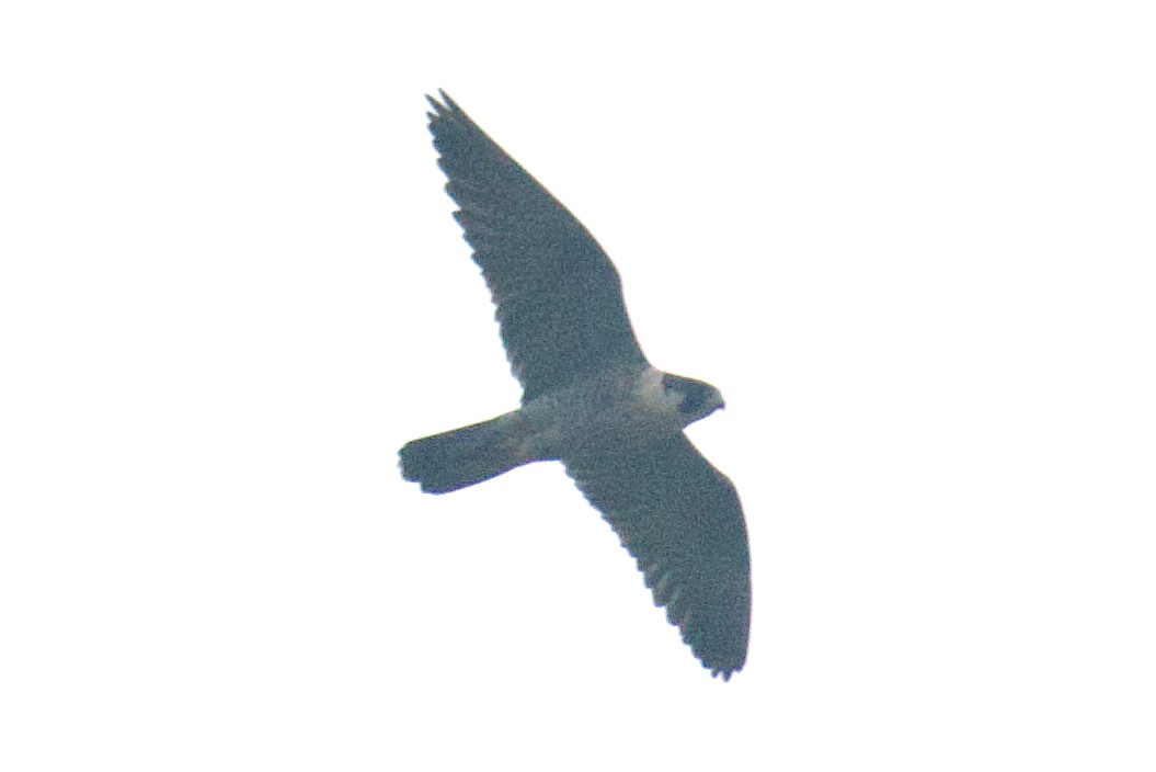 Peregrine Falcon - ML624554637