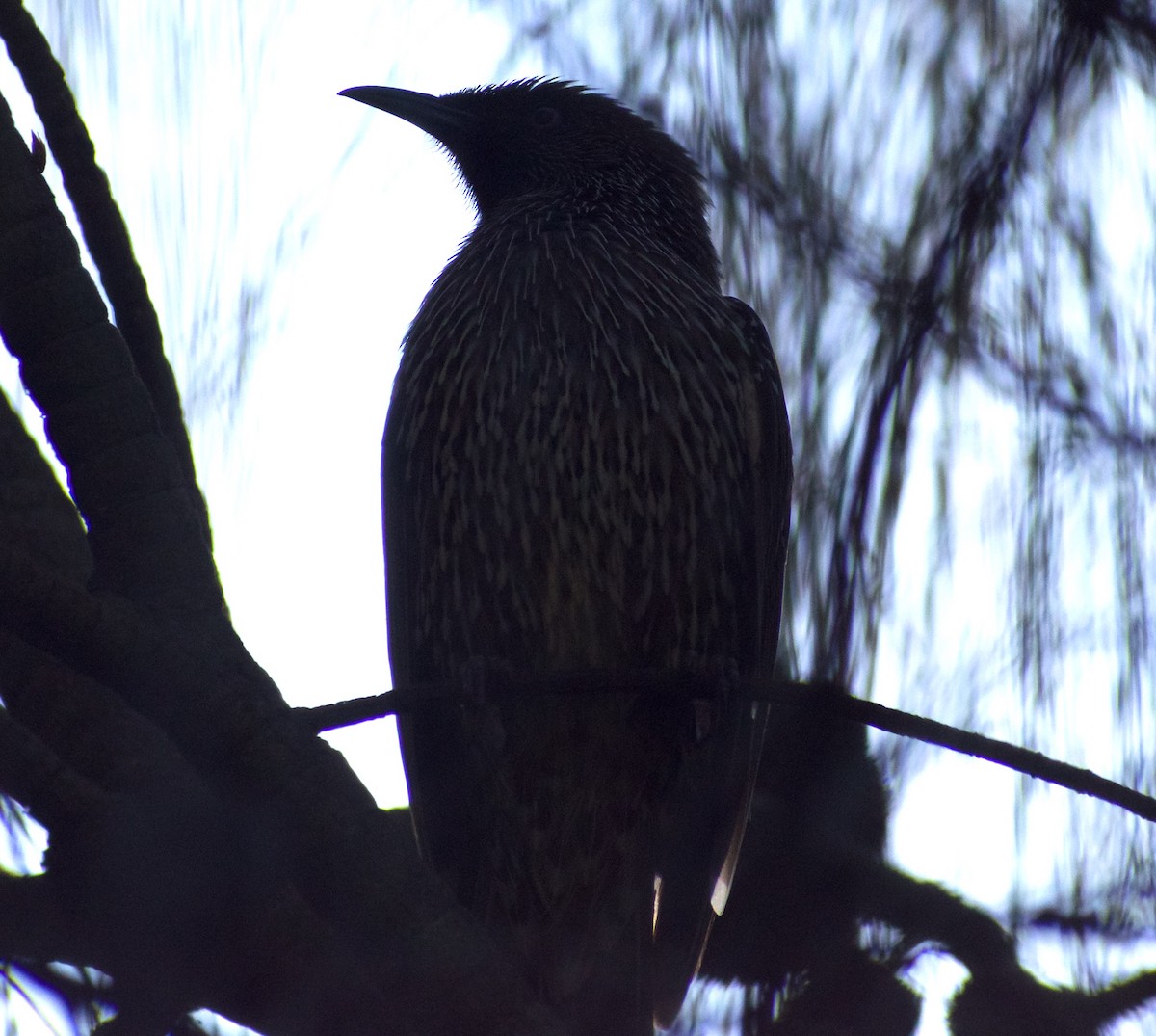 Little Wattlebird - ML624554638