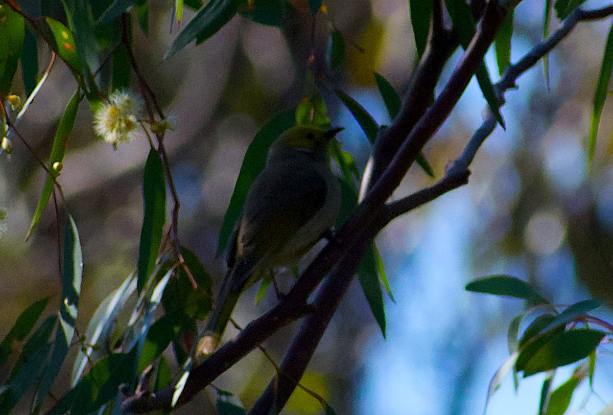 White-plumed Honeyeater - ML624554644