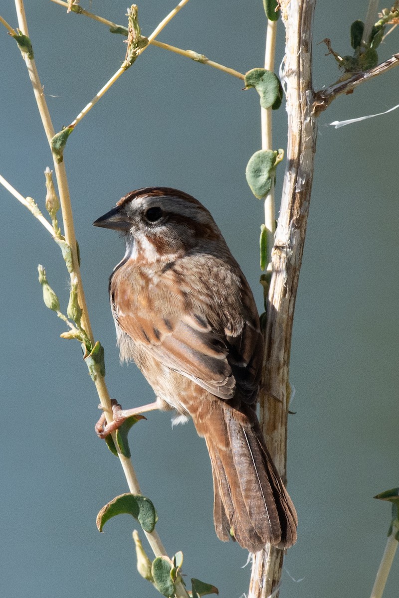 Song Sparrow - ML624554645