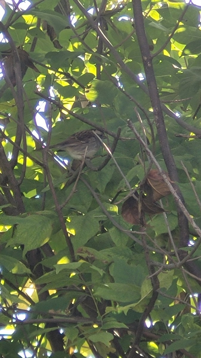 White-throated Sparrow - ML624554646