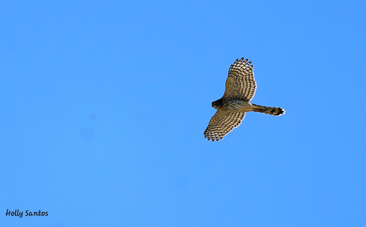 Cooper's Hawk - ML624554647