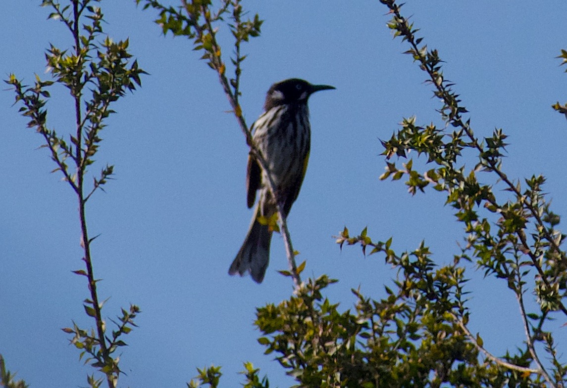 New Holland Honeyeater - ML624554648