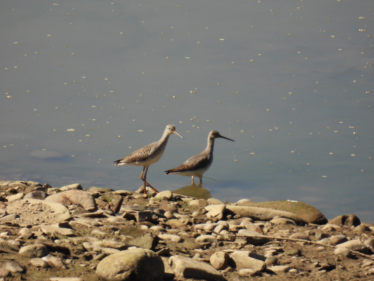 Lesser Yellowlegs - ML624554650