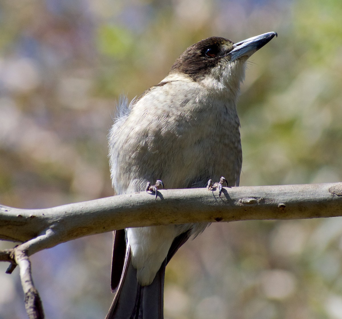 Gray Butcherbird - ML624554652