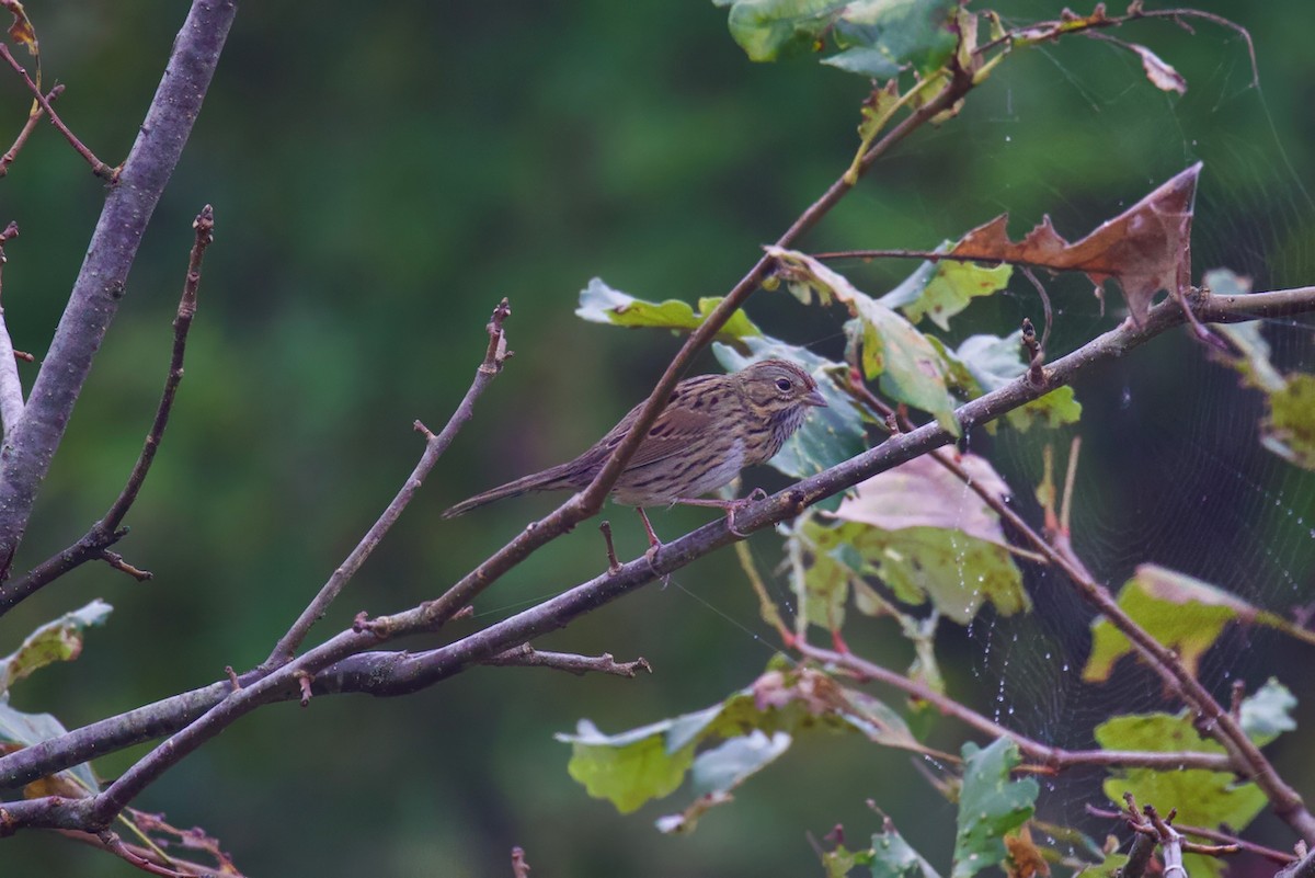 Lincoln's Sparrow - ML624554653