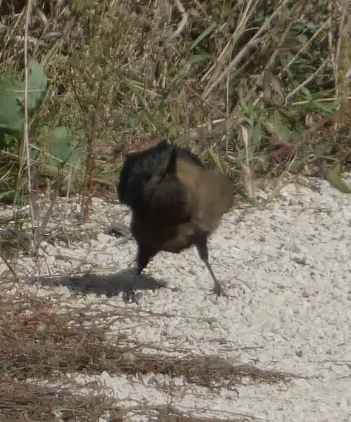 Great-tailed Grackle - ML624554654