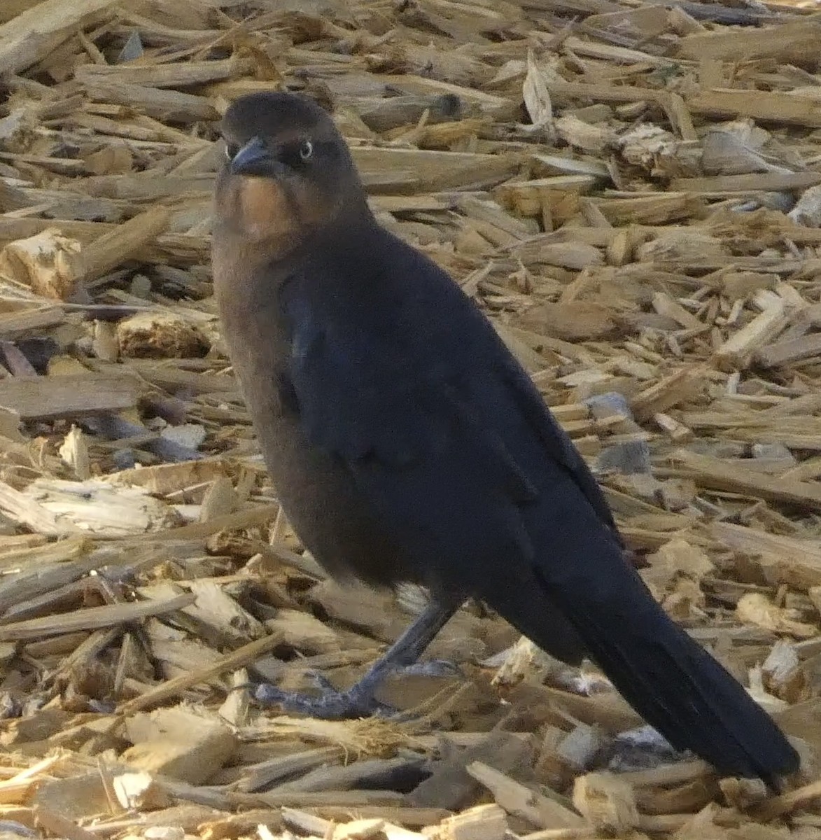 Great-tailed Grackle - ML624554655