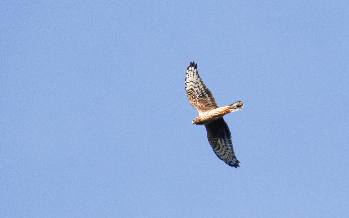 Hen Harrier - Uku Paal