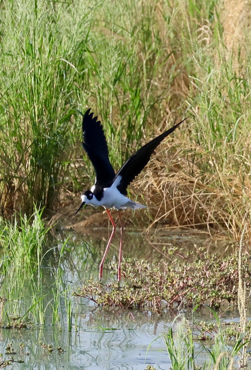 Black-necked Stilt (Black-necked) - ML624554659