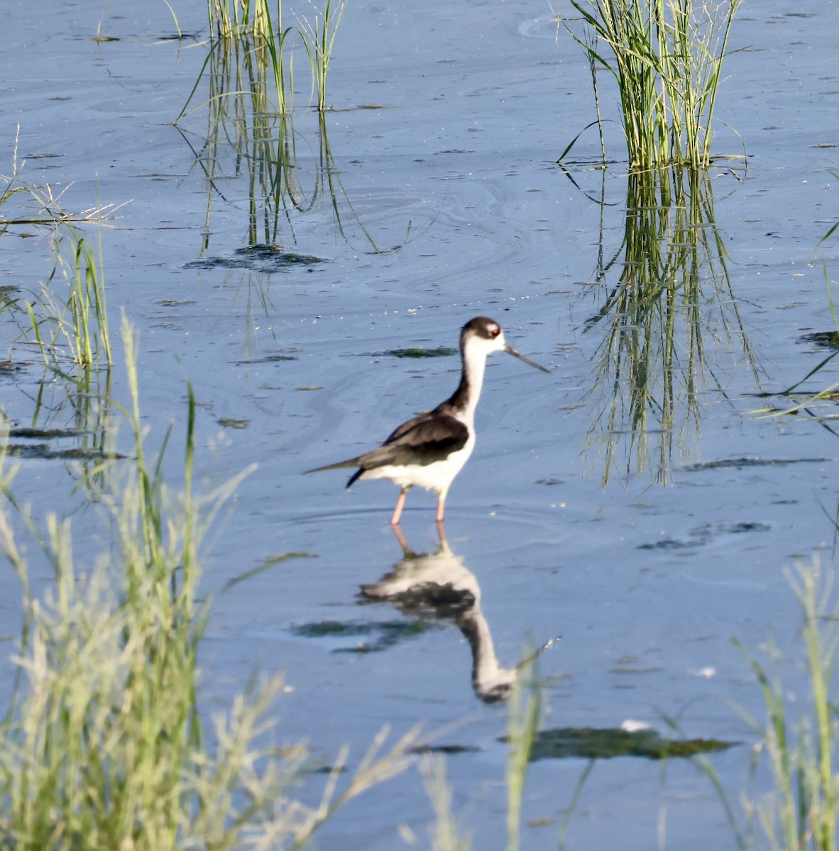 Black-necked Stilt (Black-necked) - ML624554660