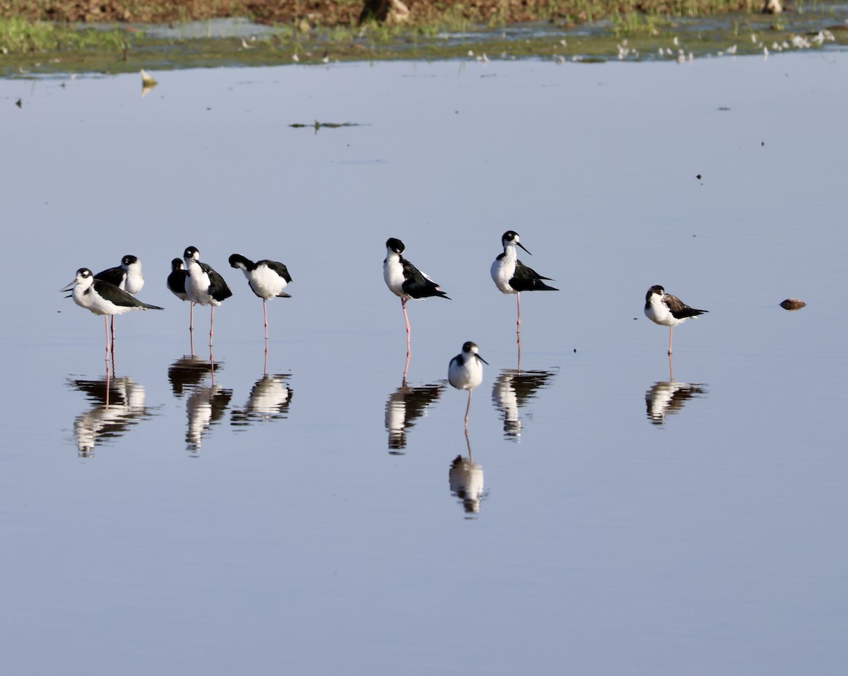 Black-necked Stilt (Black-necked) - ML624554661