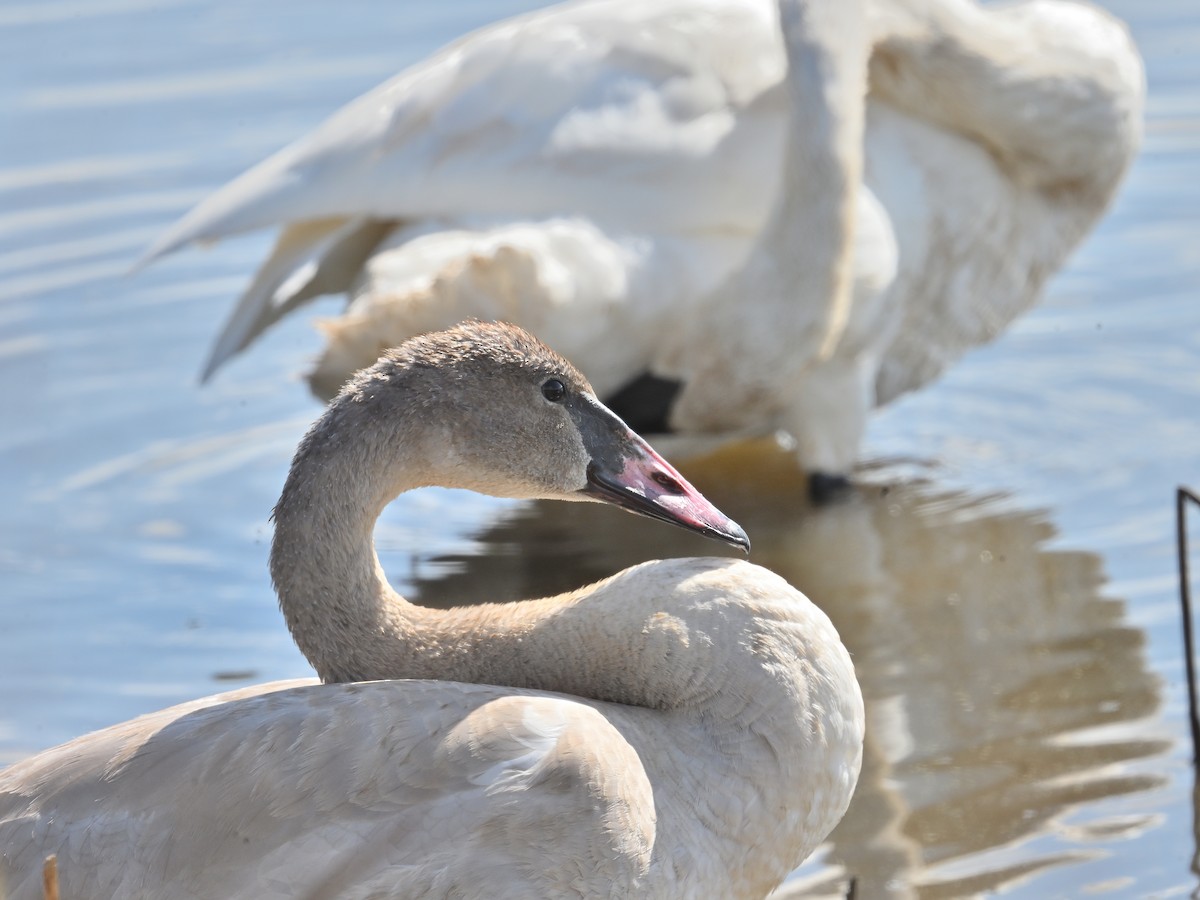 Trumpeter Swan - ML624554662