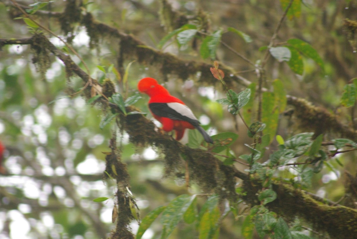 Andean Cock-of-the-rock - ML624554665