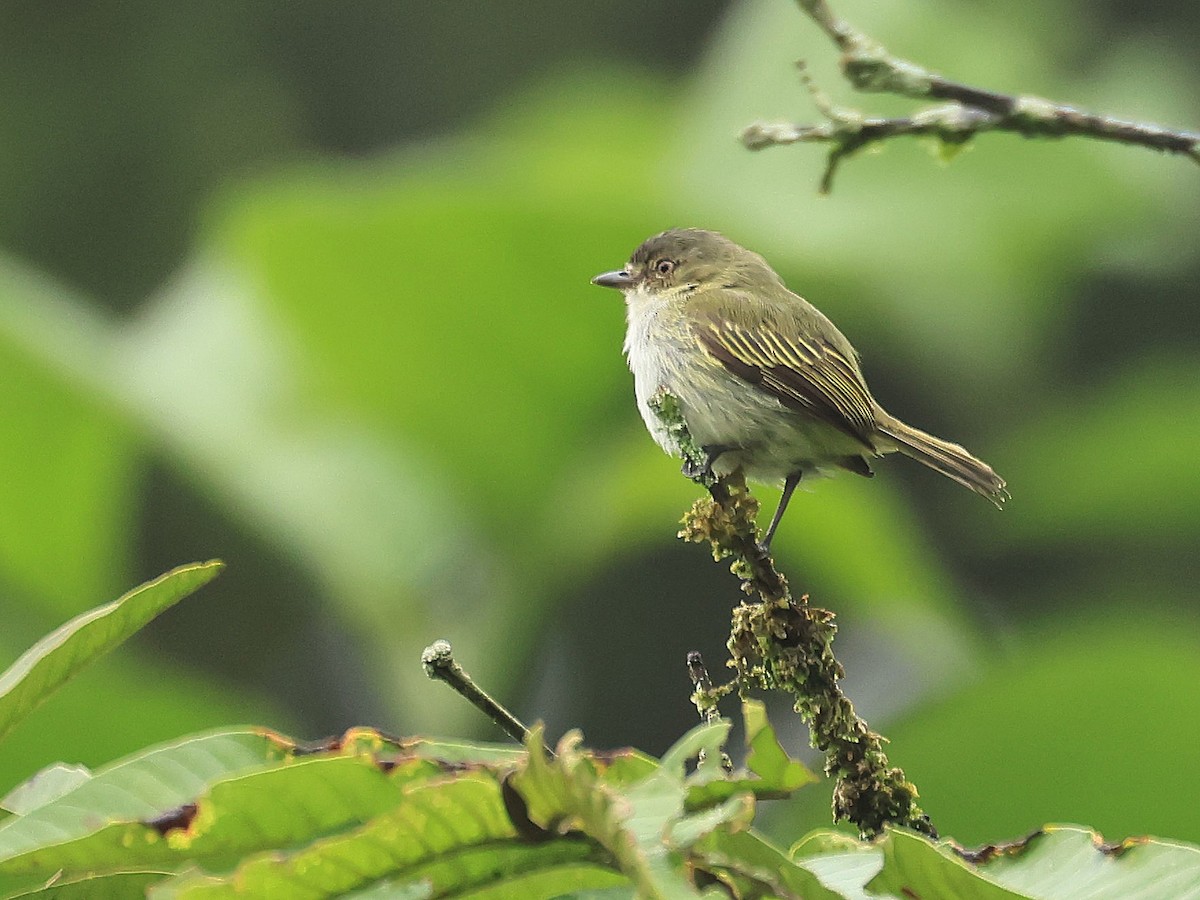 Mistletoe Tyrannulet - ML624554667