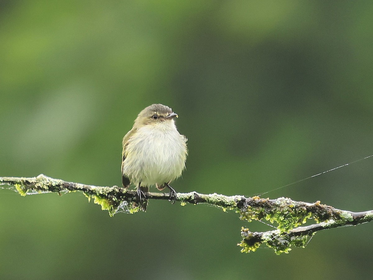 Mistletoe Tyrannulet - ML624554668