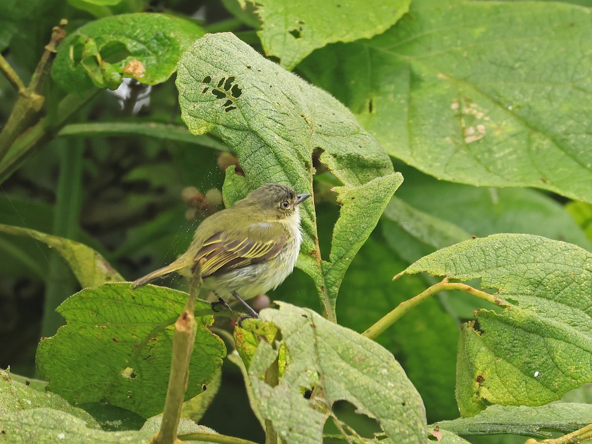 Mistletoe Tyrannulet - ML624554669