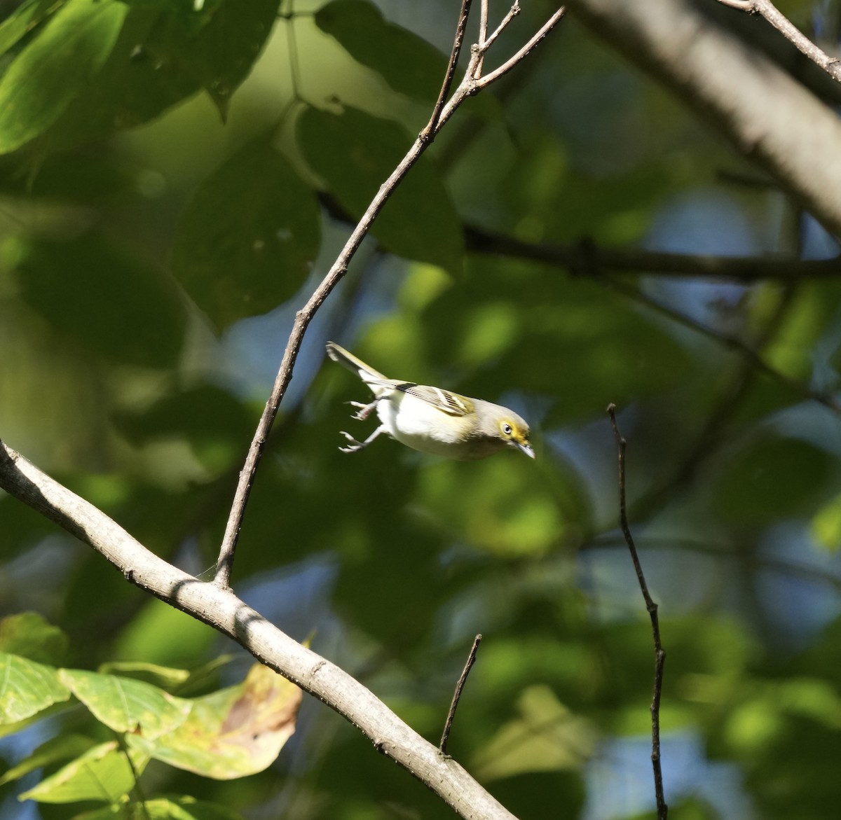 White-eyed Vireo - ML624554671