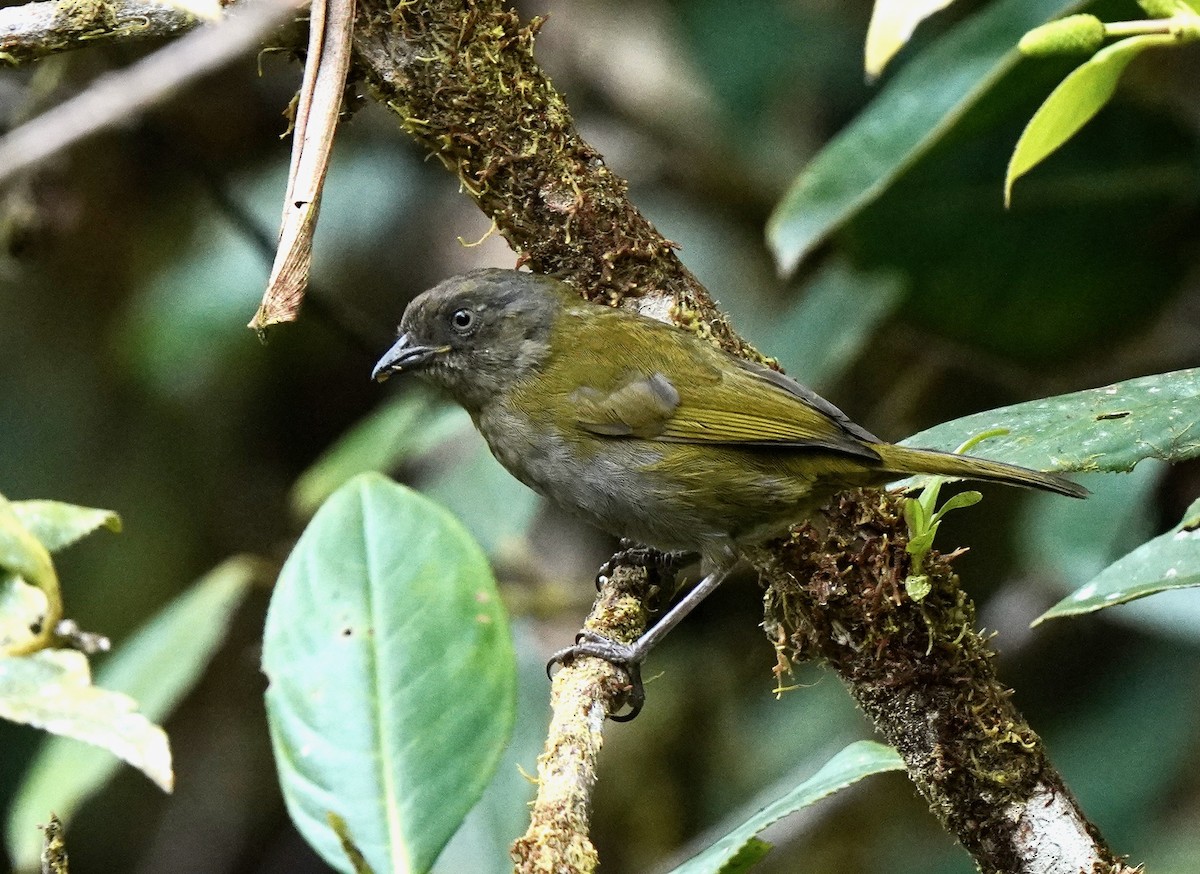 Dusky Chlorospingus - ML624554673