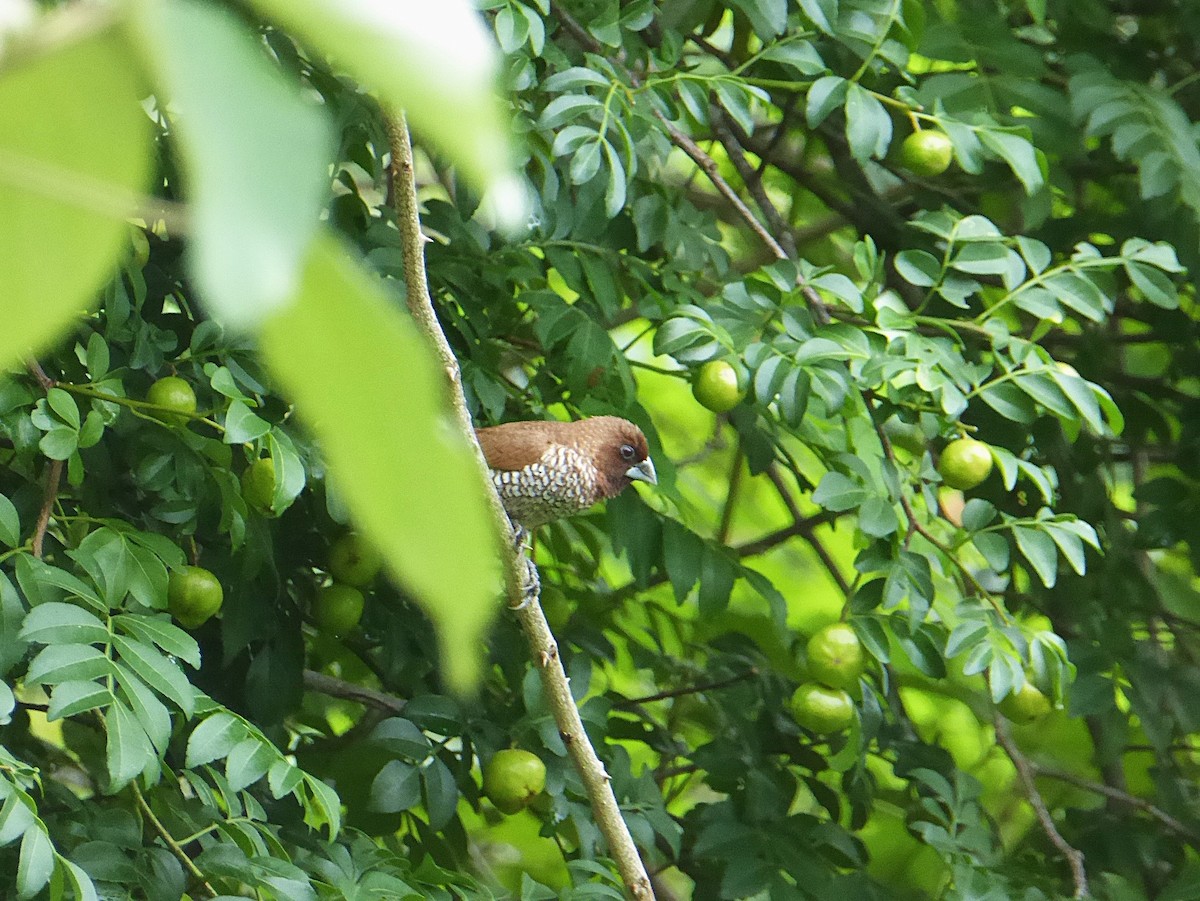 Scaly-breasted Munia - Deborah Kurtz