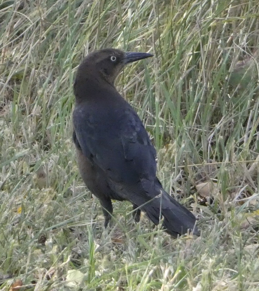 Great-tailed Grackle - ML624554753