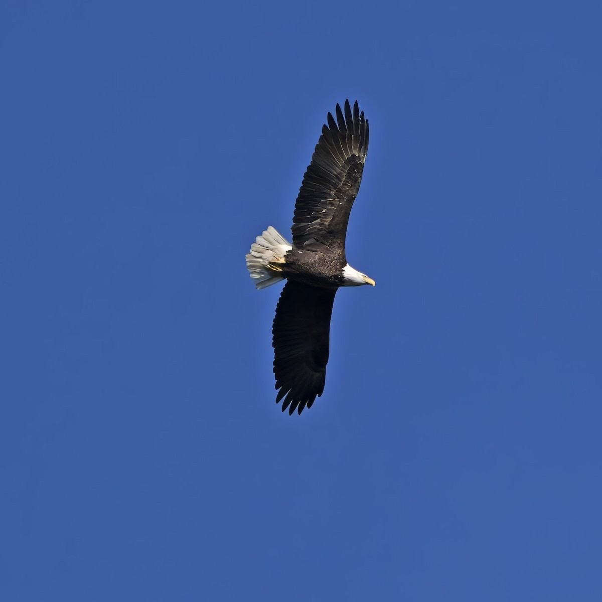 Bald Eagle - ML624554786