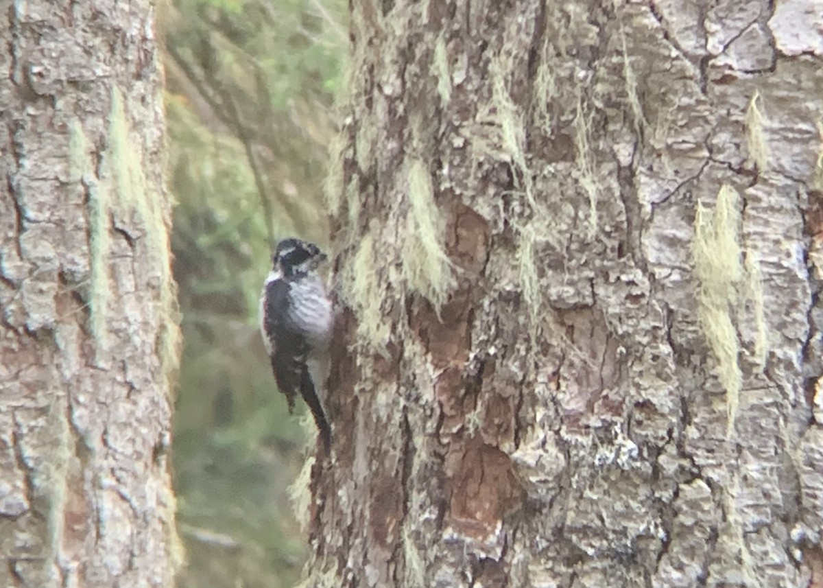 American Three-toed Woodpecker - ML624554823
