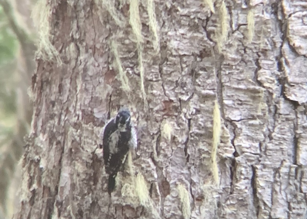 American Three-toed Woodpecker - ML624554825