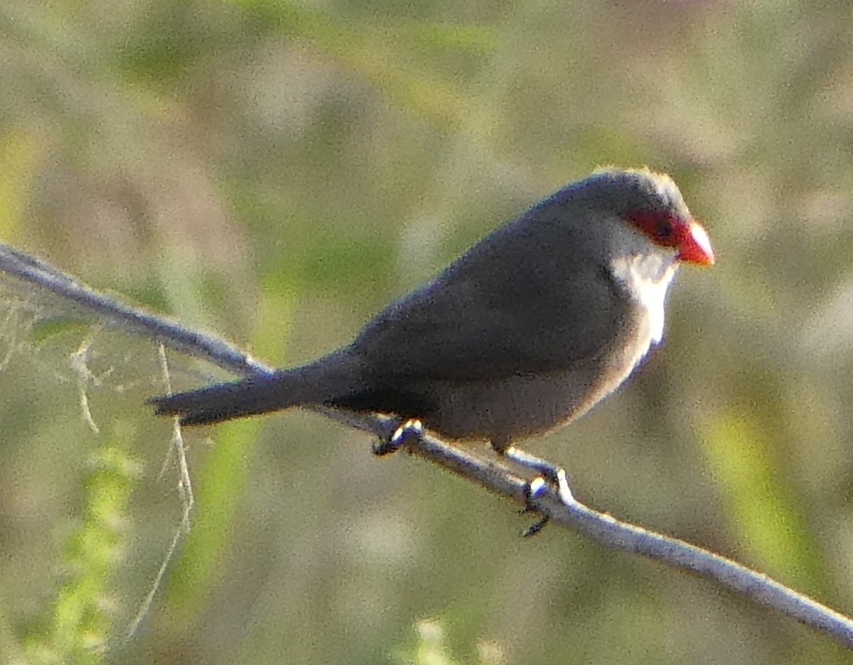 Common Waxbill - ML624554833