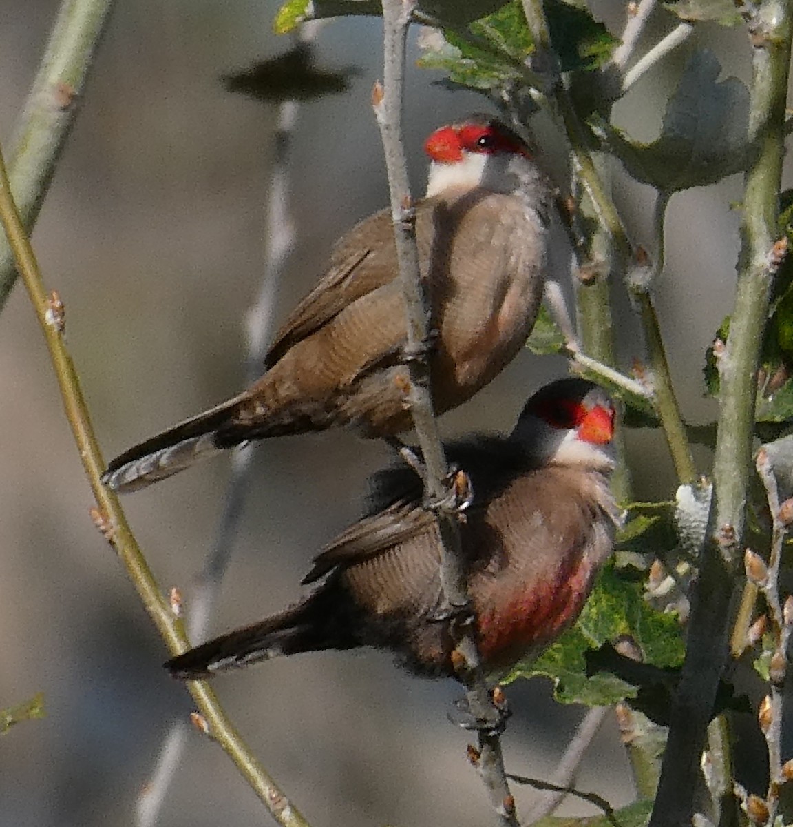 Common Waxbill - ML624554887