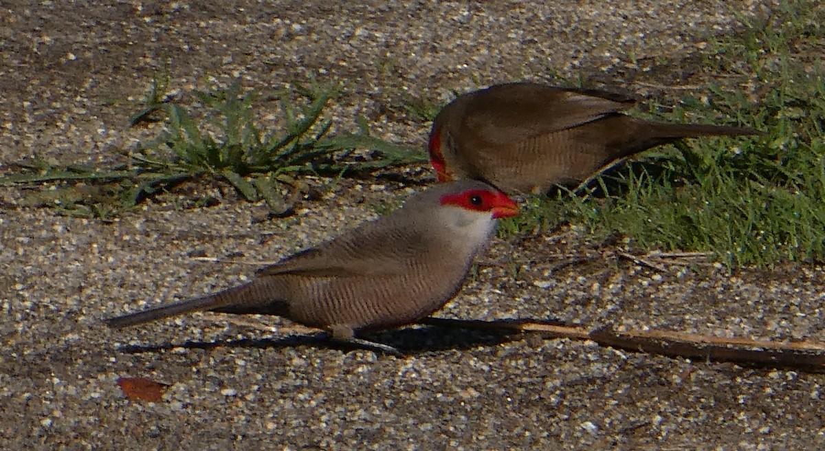 Common Waxbill - ML624554892