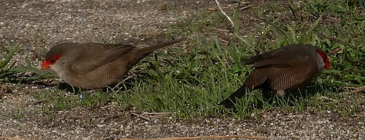 Common Waxbill - ML624554893