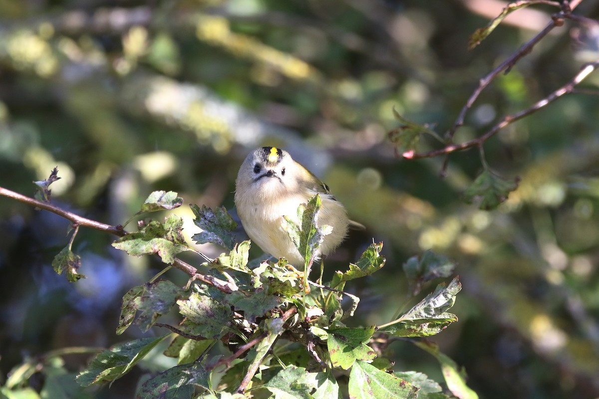 Wintergoldhähnchen - ML624554943