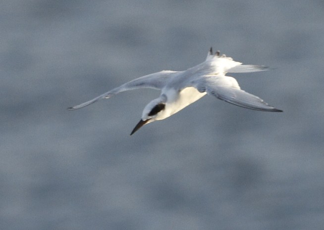 Forster's Tern - ML624554964