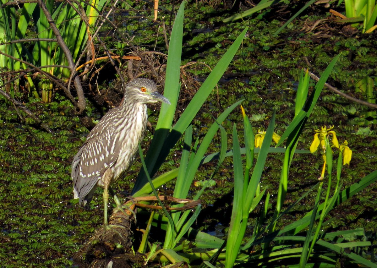 Black-crowned Night Heron - ML624554966