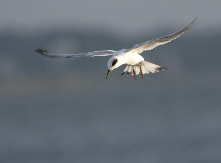 Forster's Tern - ML624554971