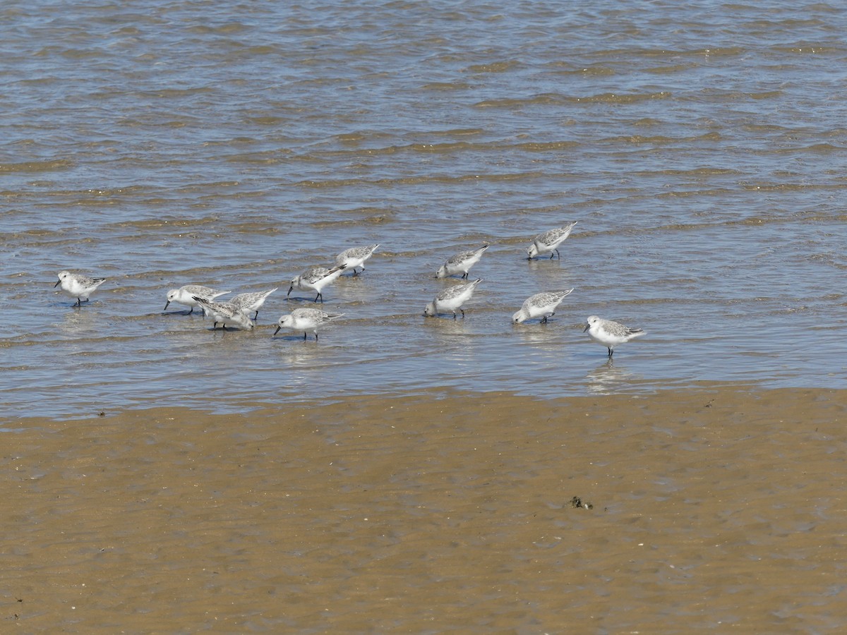 Sanderling - Juan Rodríguez Roa