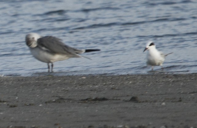 Forster's Tern - ML624554984