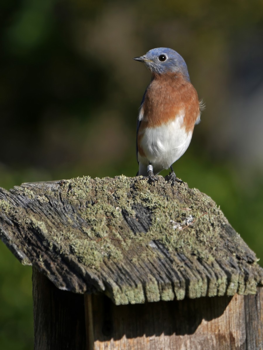 Eastern Bluebird - ML624554993